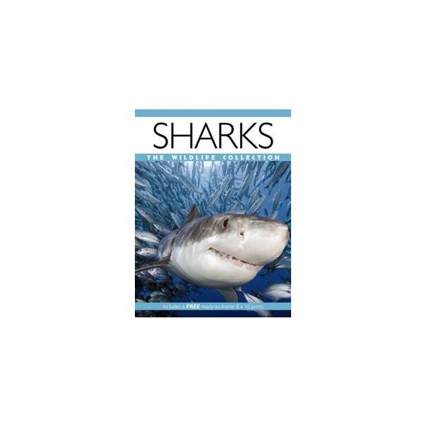 SHARKS: The Wildlife Collection