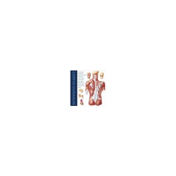 THE HUMAN BODY