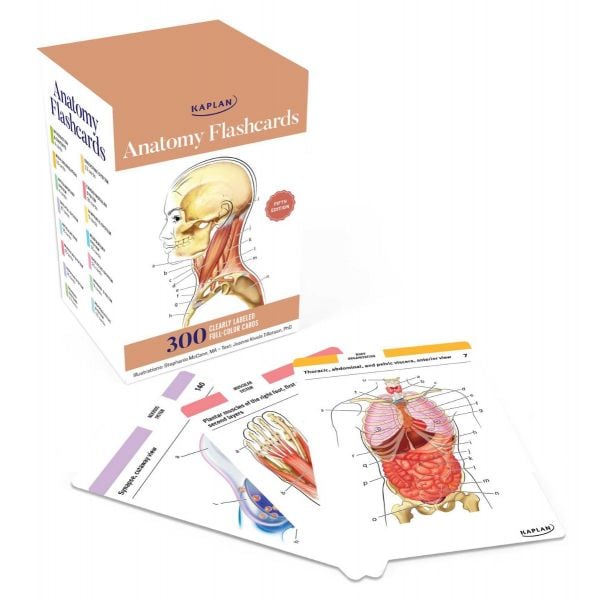 Anatomy Flashcards