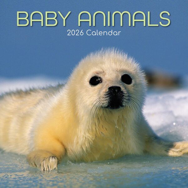 Baby Animals. 16-Month Square Wall Calendar 2026