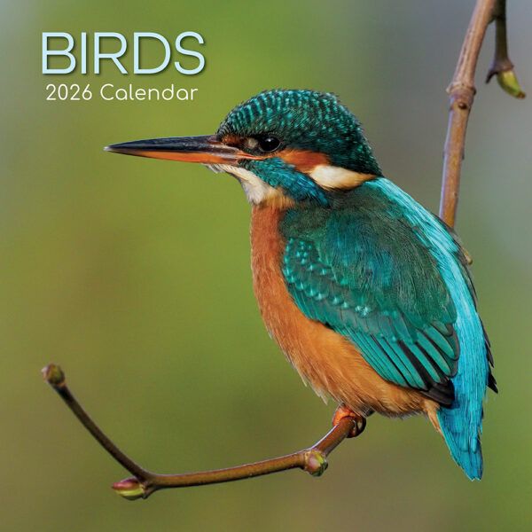 Birds. 16-Month Square Wall Calendar 2026