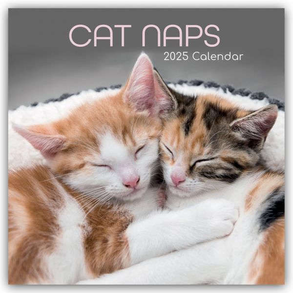 Cat Naps 16-Month Square Wall Calendar 2025