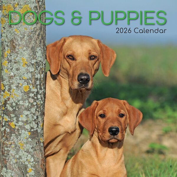 Dogs & Puppies. 16-Month Square Wall Calendar 2026