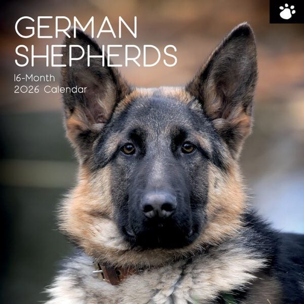 German Shepherds. 16-Month Square Wall Calendar 2026