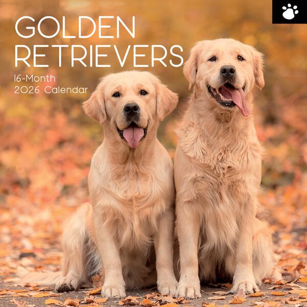 Golden Retrievers. 16-Month Square Wall Calendar 2026