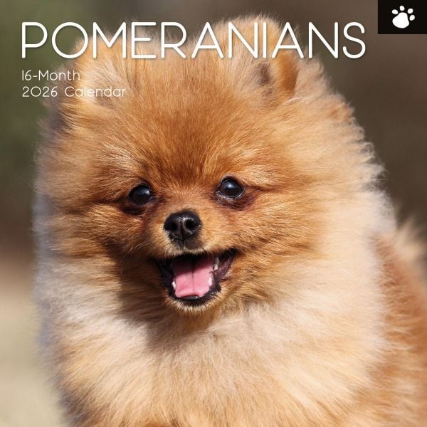 Pomeranians. 16-Month Square Wall Calendar 2026