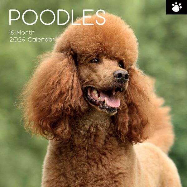 Poodles. 16-Month Square Wall Calendar 2026