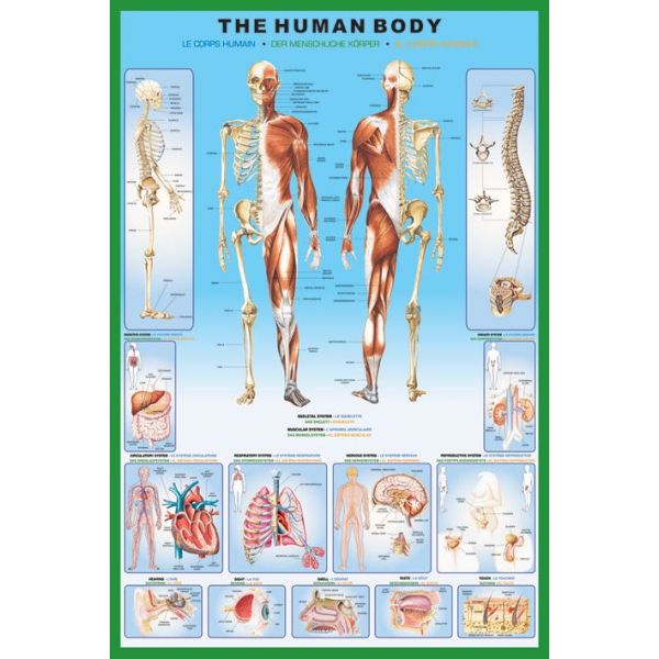 THE HUMAN BODY MAXI POSTER