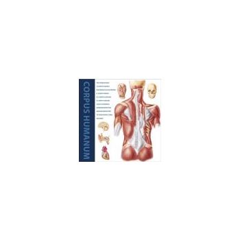 THE HUMAN BODY