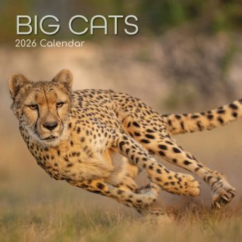 Big Cats. 16-Month Square Wall Calendar 2026