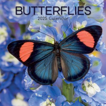 Butterflies 16-Month Square Wall Calendar 2025