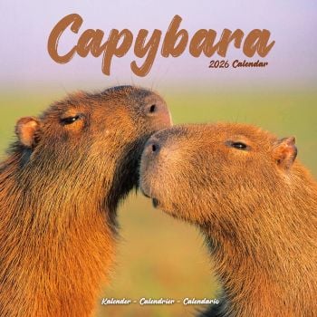 Capybara. 16-Month Square Wall Calendar 2026