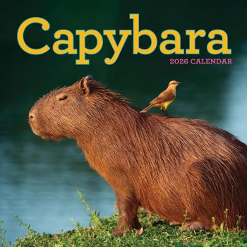 Capybara. Wall Calendar 2026