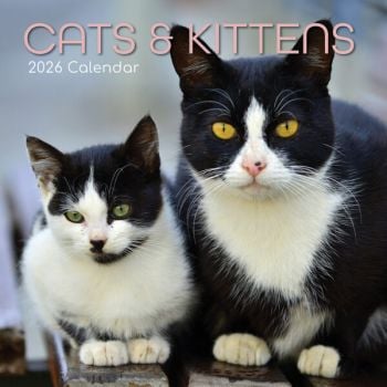 Cats & Kittens. 16-Month Square Wall Calendar 2026