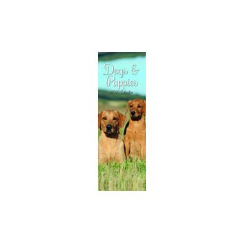 DOGS & PUPPIES 2020. /Slimline Calendar/