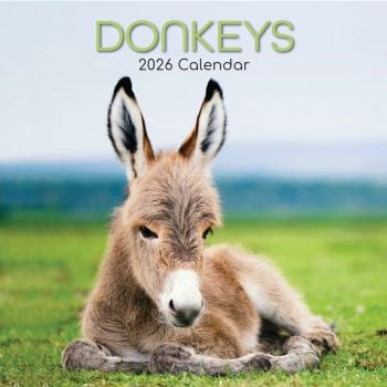 Donkeys. 16-Month Square Wall Calendar 2026
