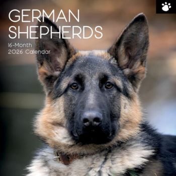 German Shepherds. 16-Month Square Wall Calendar 2026