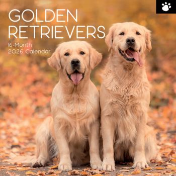 Golden Retrievers. 16-Month Square Wall Calendar 2026