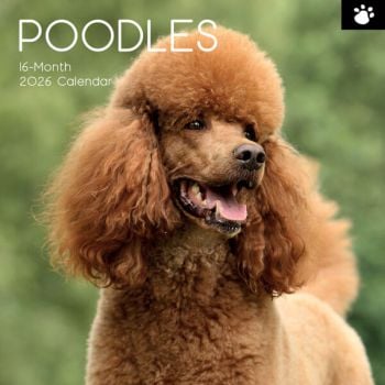 Poodles. 16-Month Square Wall Calendar 2026