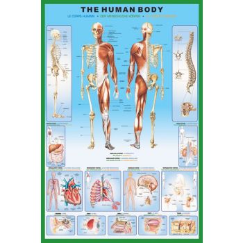 THE HUMAN BODY MAXI POSTER