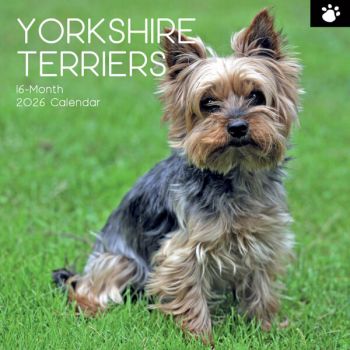 Yorkshire Terriers. 16-Month Square Wall Calendar 2026