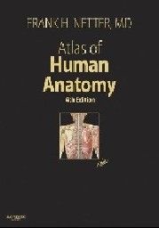 ATLAS OF HUMAN ANATOMY. 4th ed. (F.Netter), HB