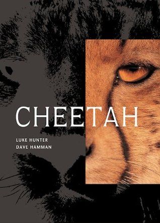 CHEETAH. (L.Hunter, D,Hamman)